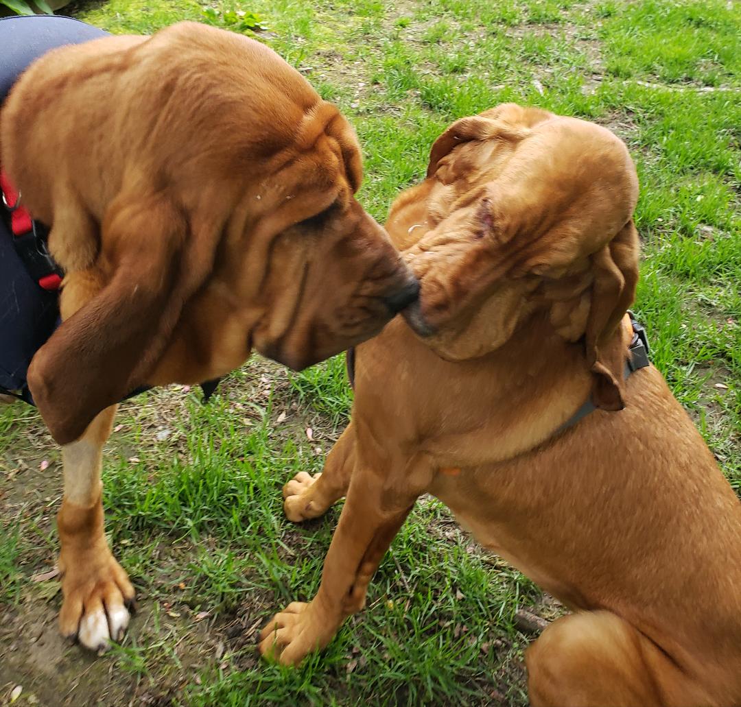 After losing his leg to cancer, this former police dog has found a new ...