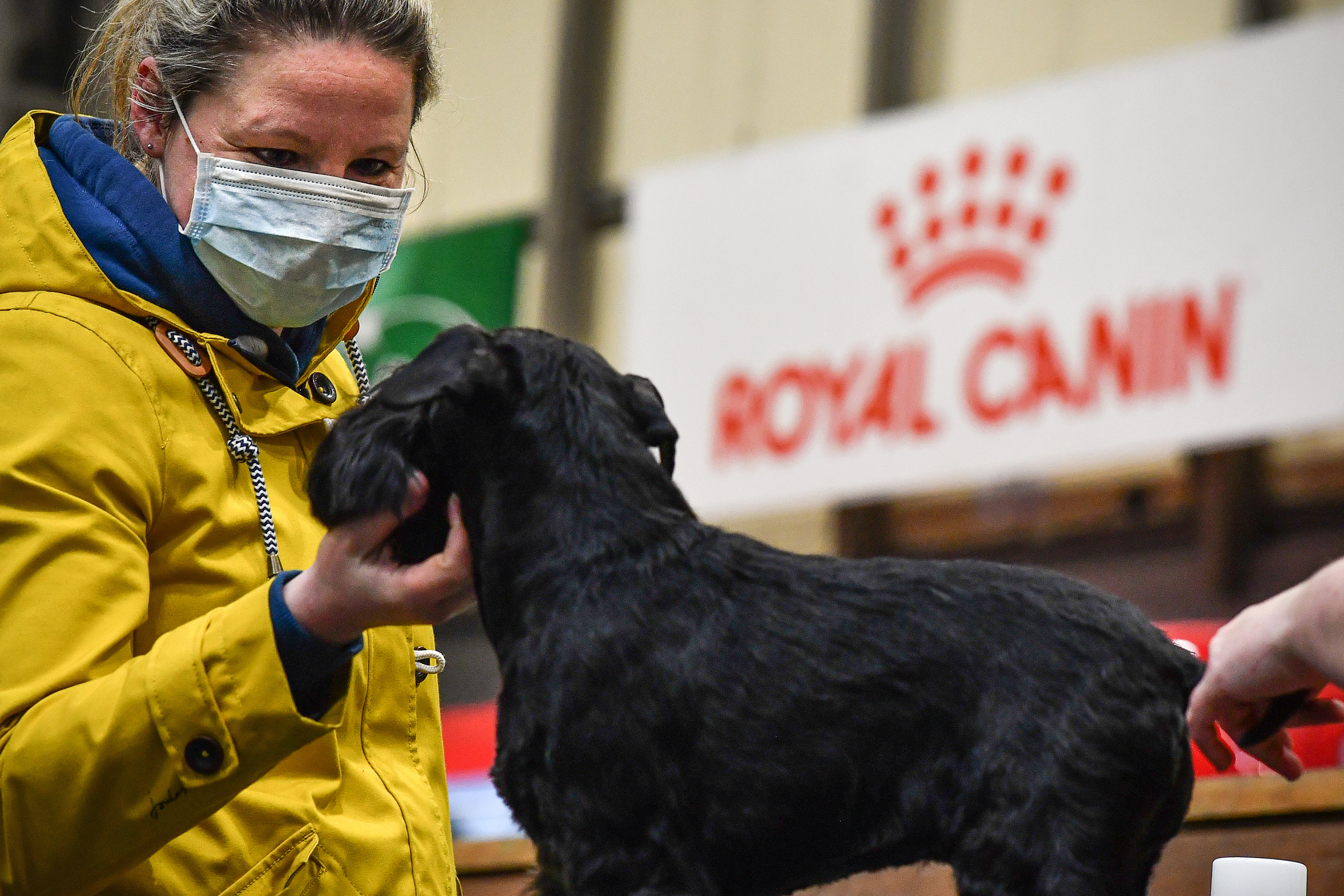 Can dogs contract the coronavirus? What to know about your pets during