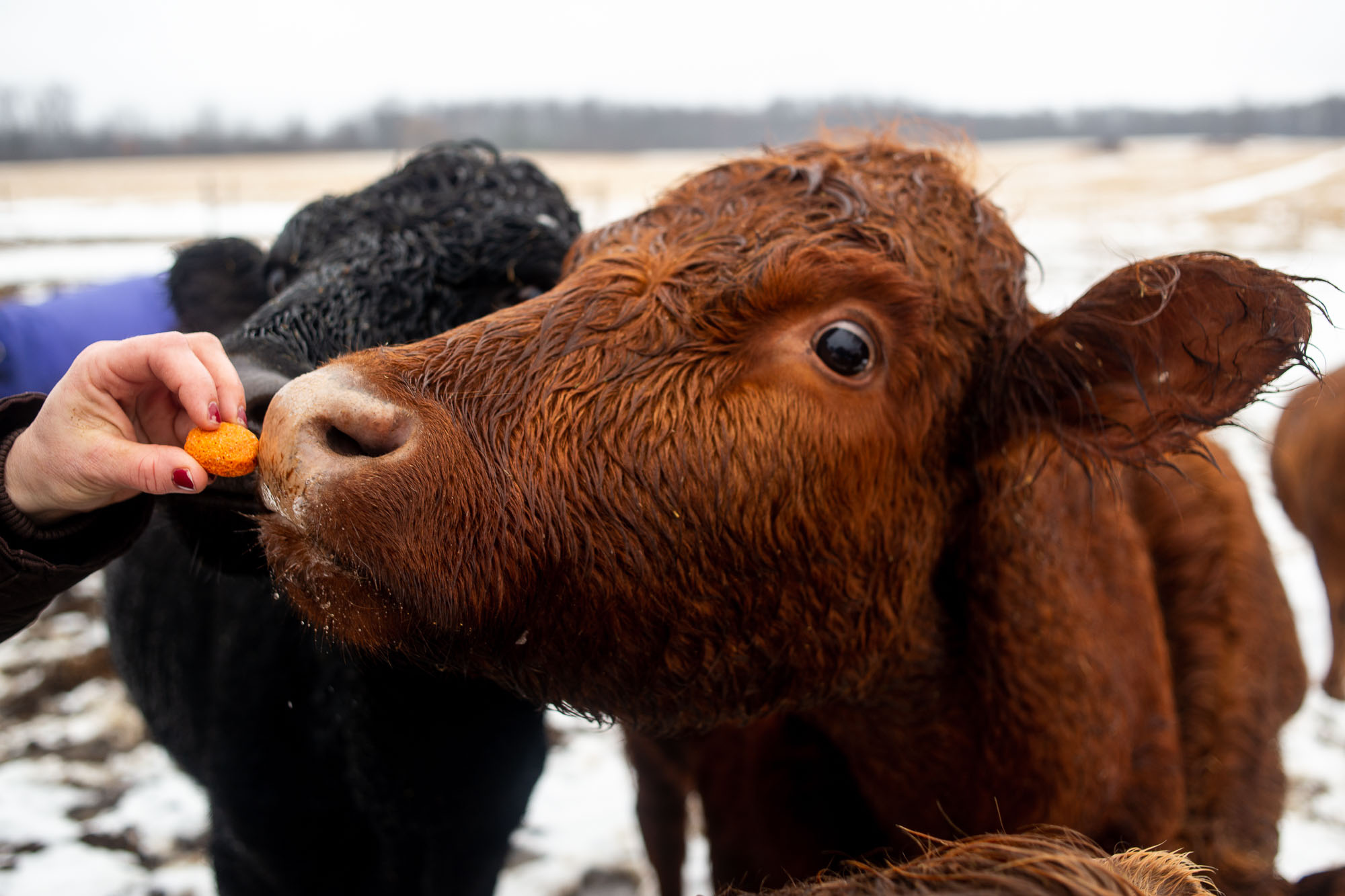 75acre proposed greenbelt farm at 7084 Spencer Road in Northfield
