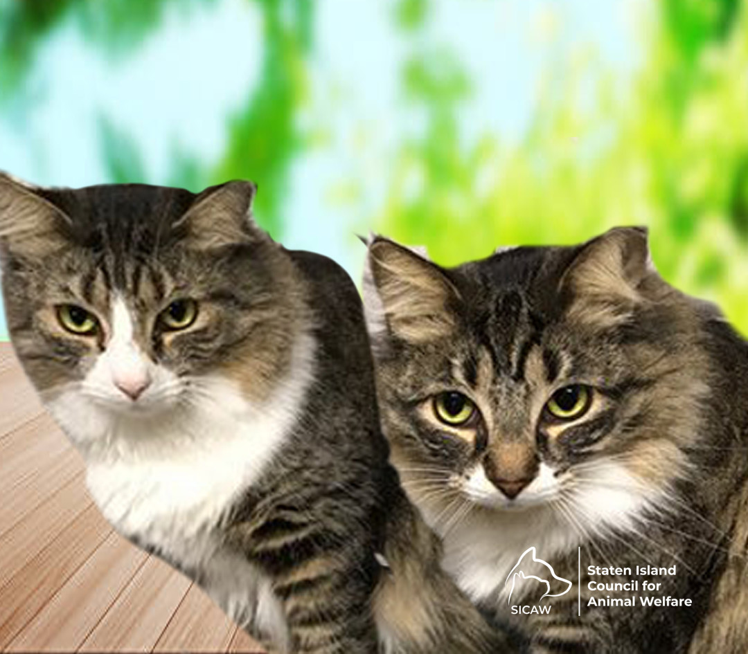 Huggable Pets 13 huggable pets you can rescue this weekend on Staten Island: Nov. 3-4 ...