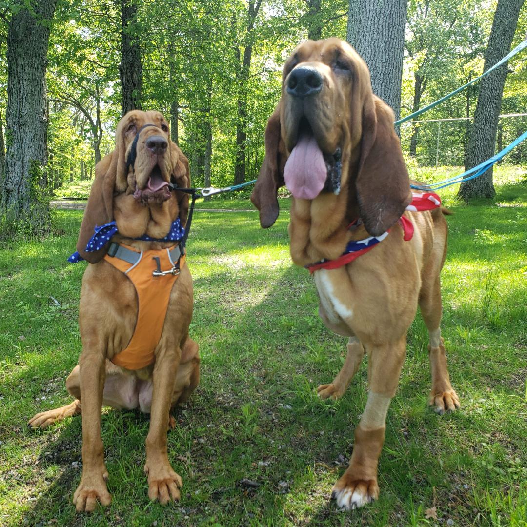 After losing his leg to cancer, this former police dog has found a new ...