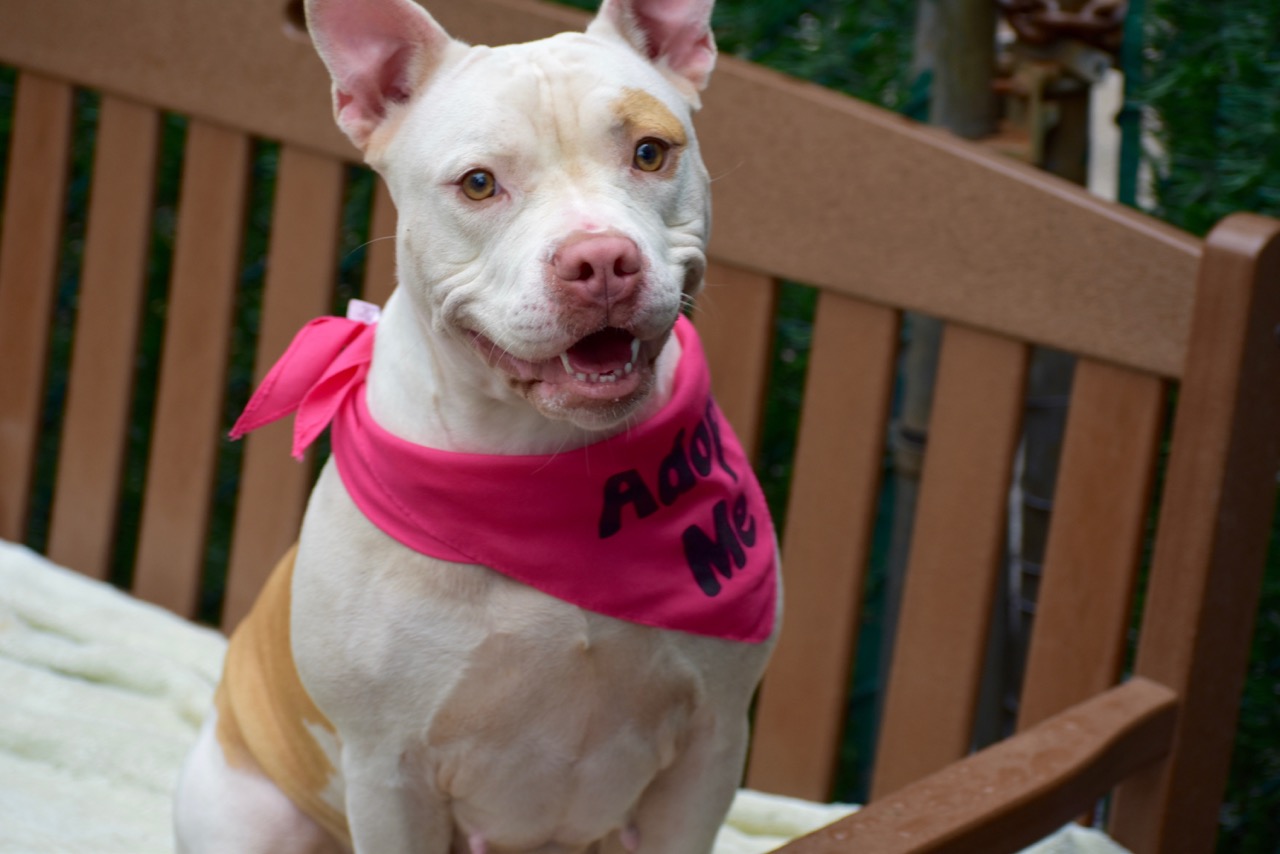 Huggable Pets 24 huggable pets you can rescue this weekend on Staten Island: Oct. 20 ...