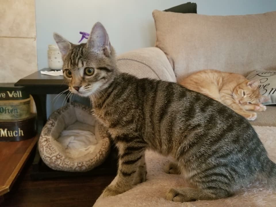 15 super cute rescue pets to adopt this weekend on Staten Island Feb