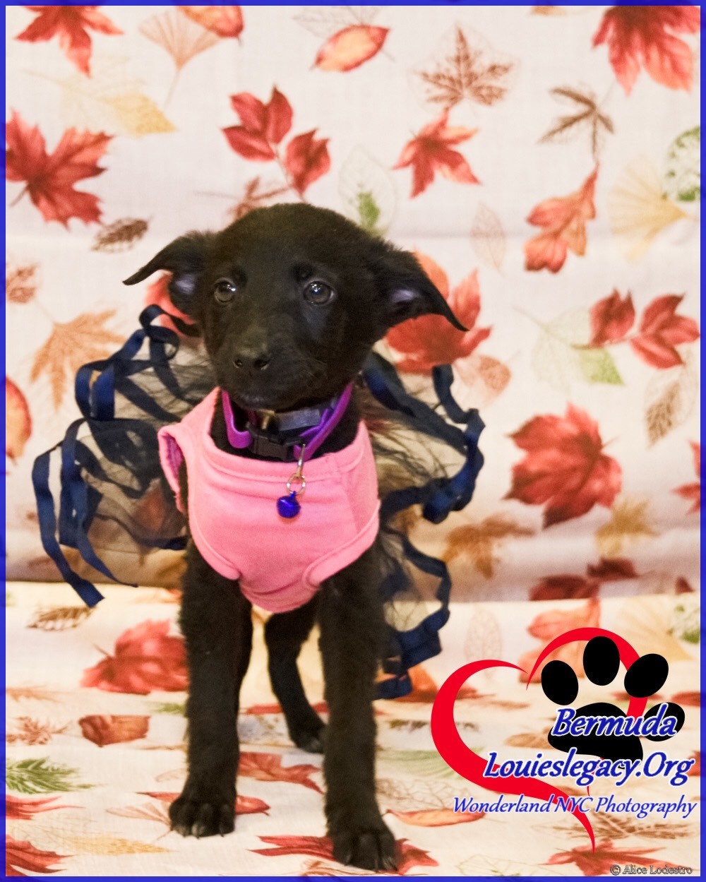 Huggable Pets 24 huggable pets you can rescue this weekend on Staten Island: Oct. 20 ...