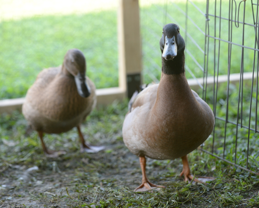 60th Salem County Fair in Pilesgrove Township, New Jersey