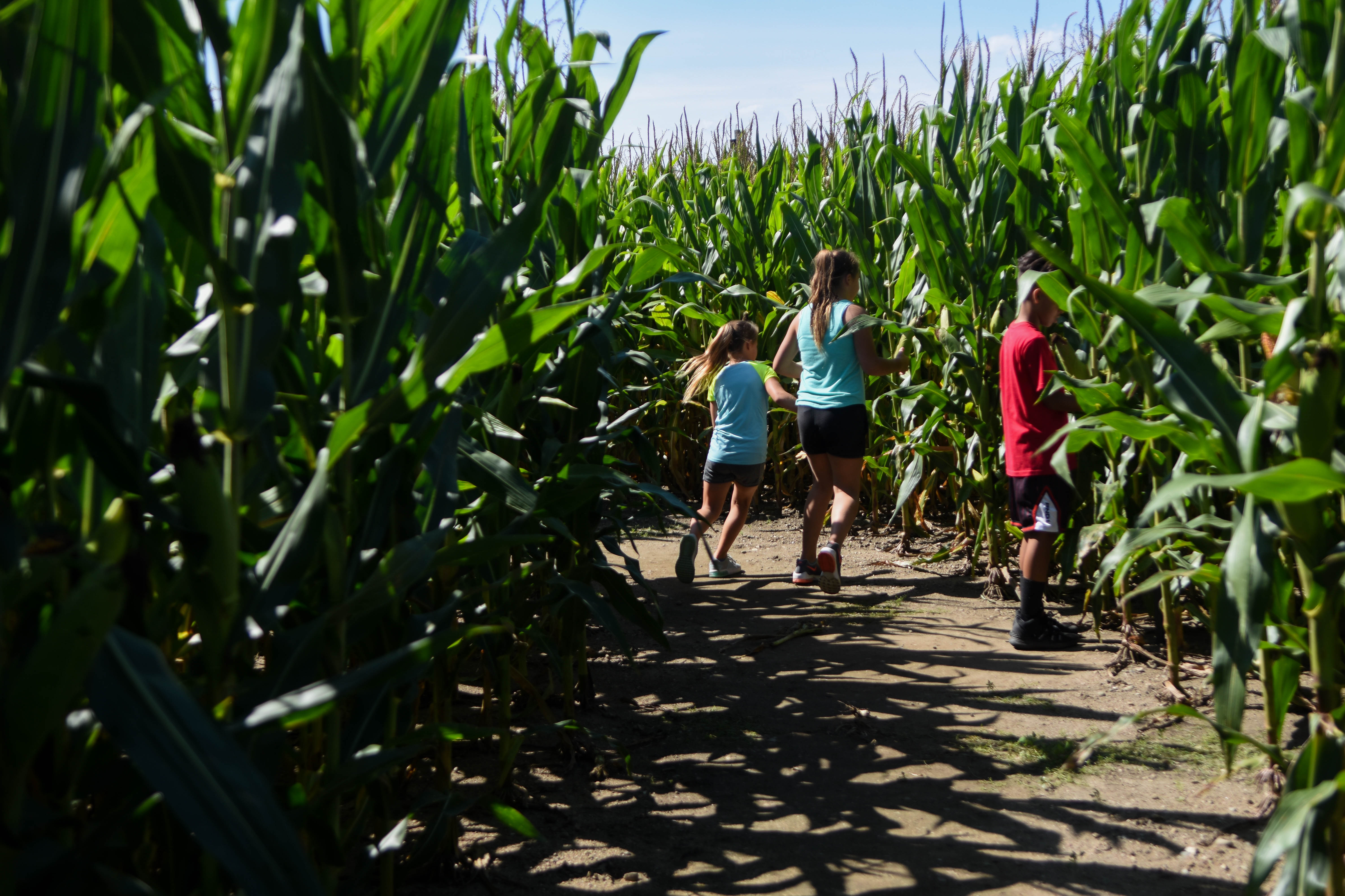 Family fun at DeBuck's Corn Maze and Pumpkin Patch - mlive.com