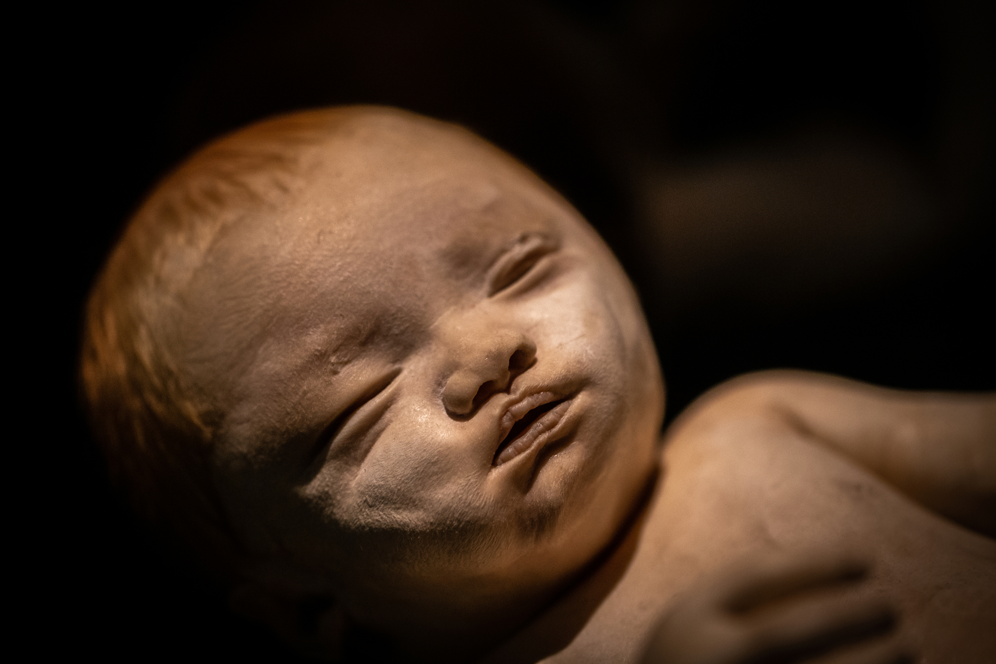 The Body Worlds exhibit "The Cycle of Life" has arrived at OMSI