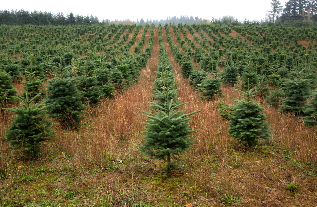 After seedling shortage a decade ago, some Oregon Christmas tree