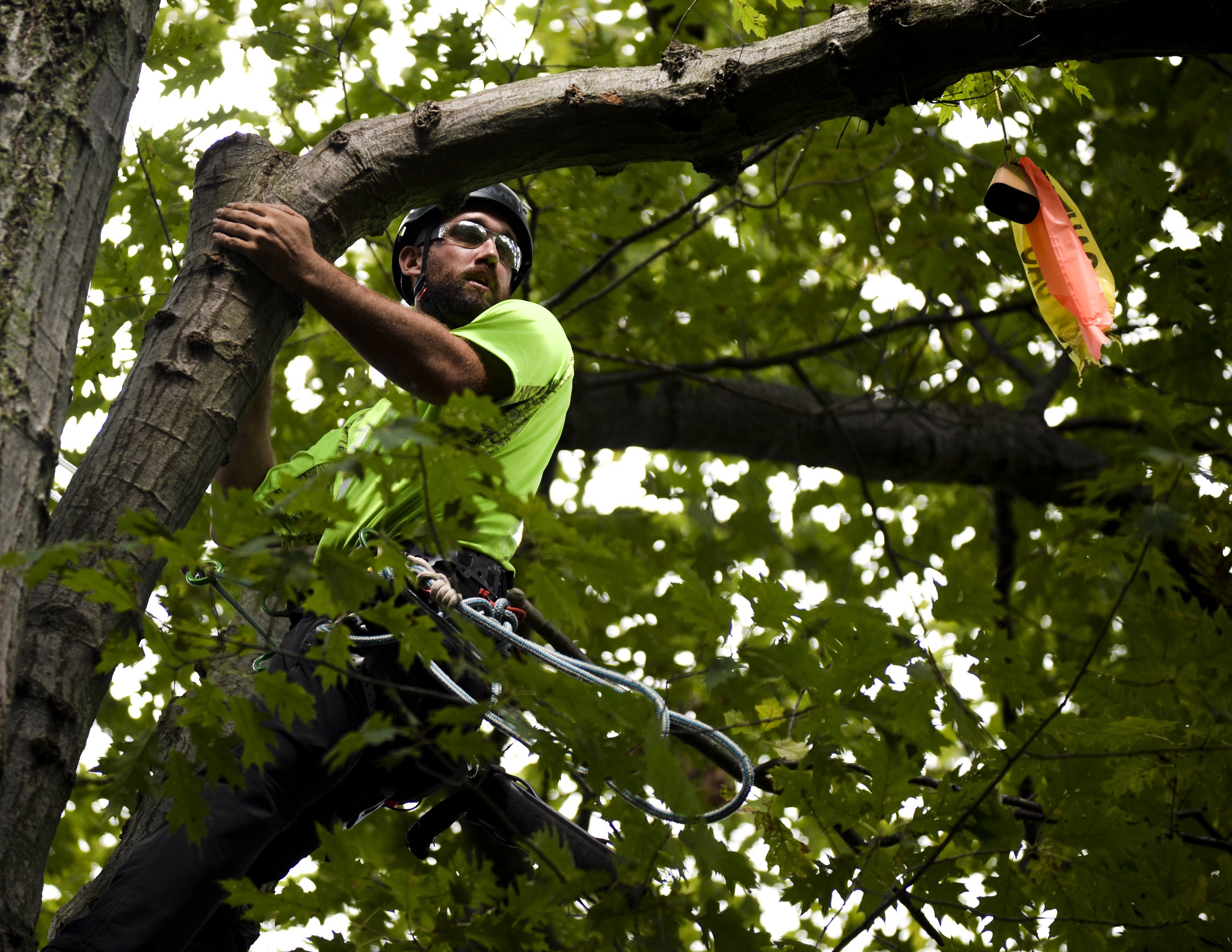 Michigan Tree Climbing Championship coming to Traverse City - mlive.com