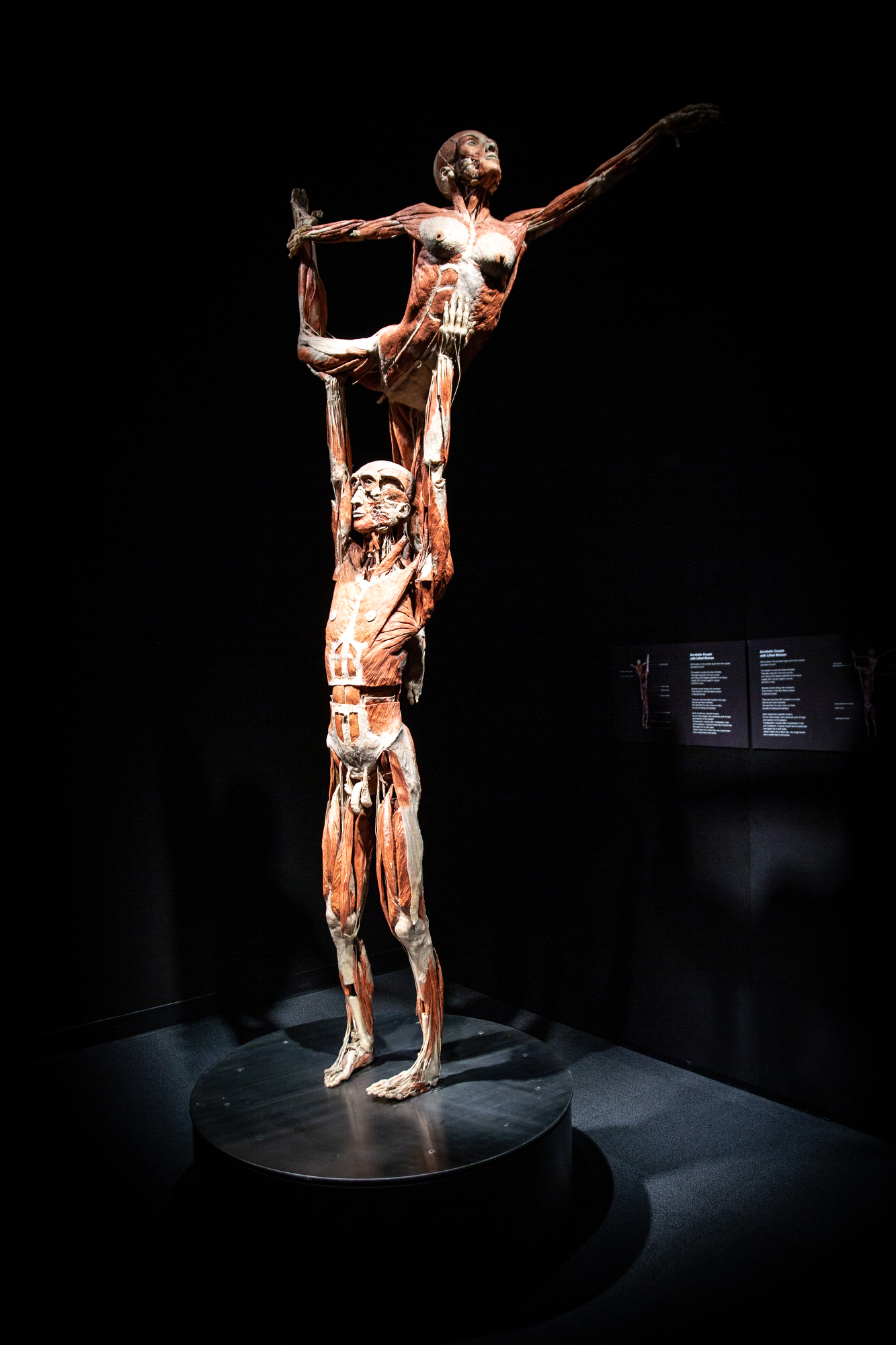 The Body Worlds exhibit "The Cycle of Life" has arrived at OMSI