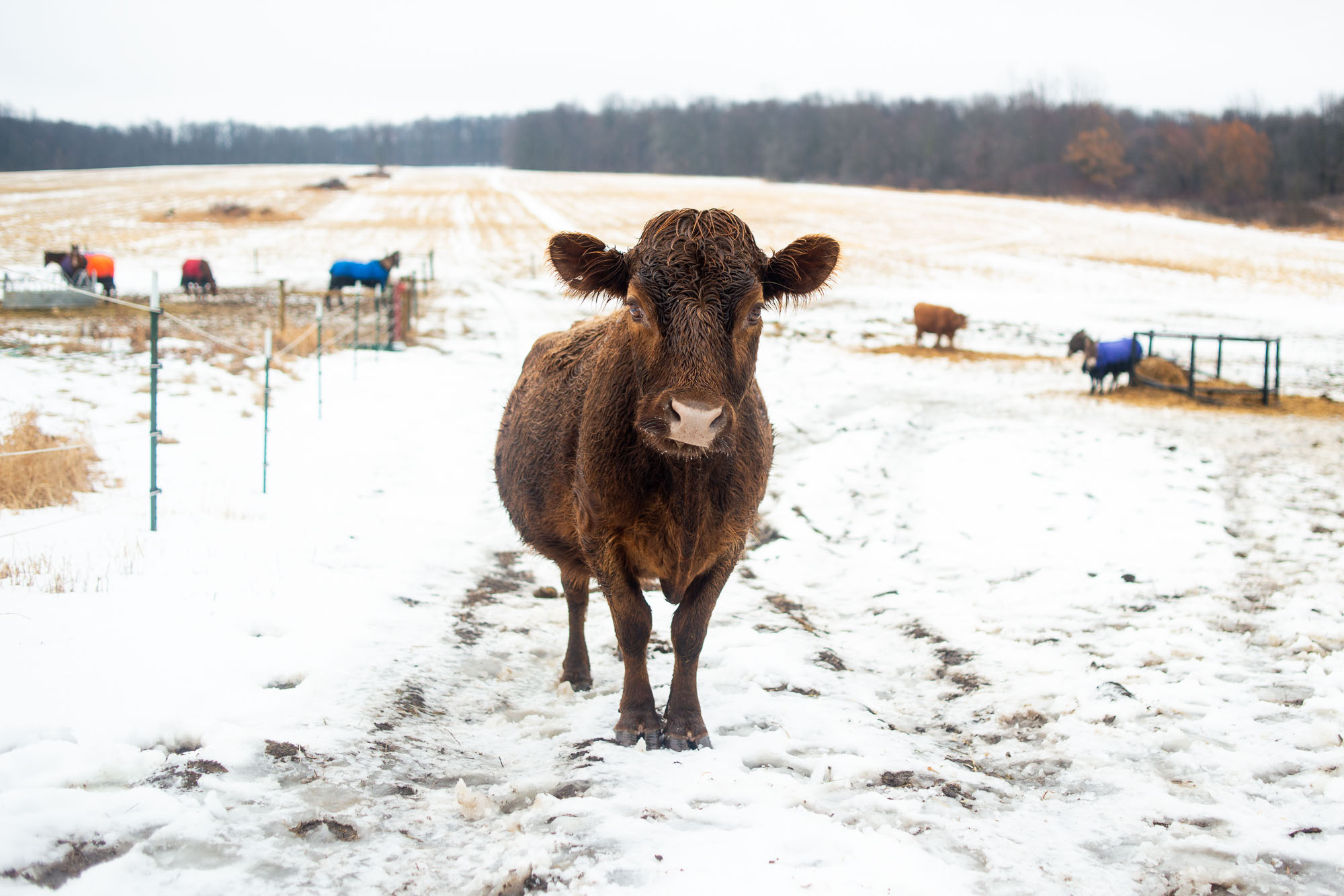 75acre proposed greenbelt farm at 7084 Spencer Road in Northfield