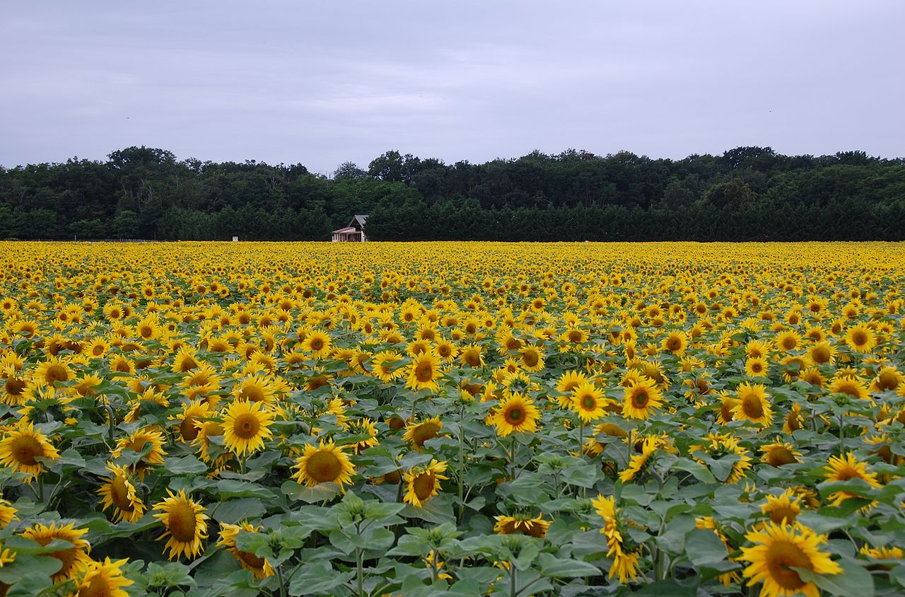 Pennsylvania Sunflower Fields And Festival Hit Their Peak Pennlive Com