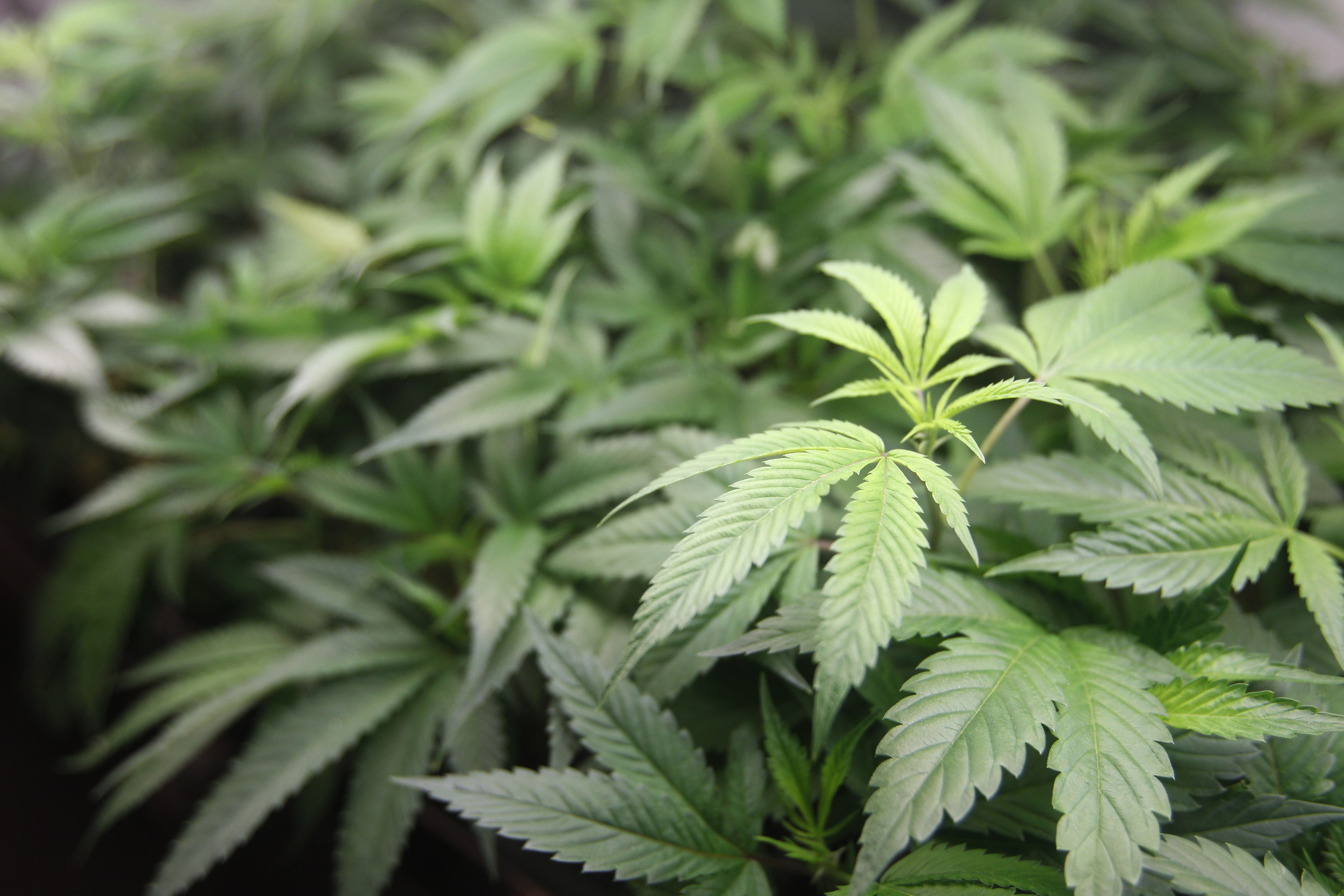 Cura Cannabis Portland S Billion Dollar Marijuana Company Has A